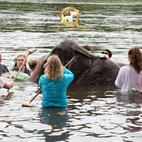 Ethical Elephant Care and Bridge over the River Kwai from Bangkok (Private Tour)